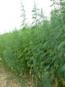 Chanvre bio (cannabis sativa L.)